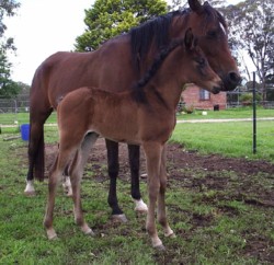 Stunning Poede Arabian Colt